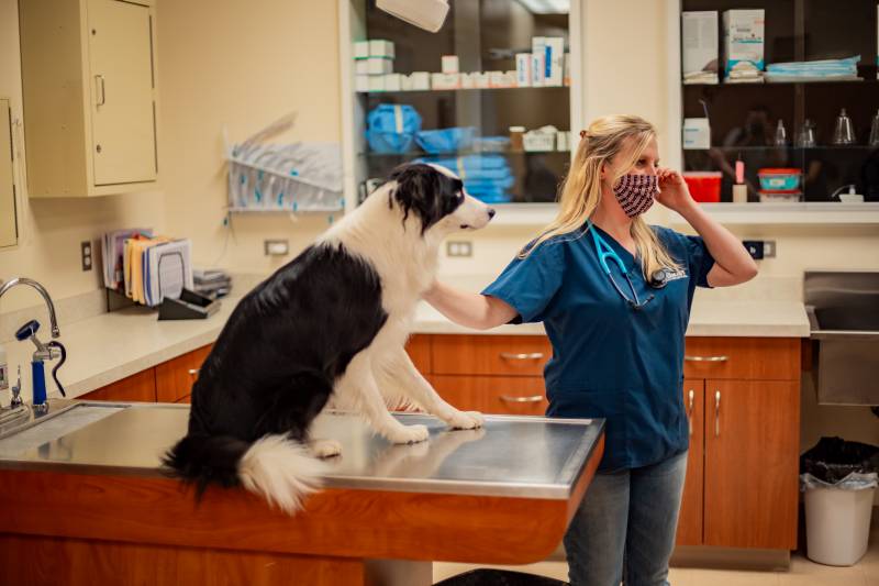 Dr. Heidi Morey Cares for a Dog